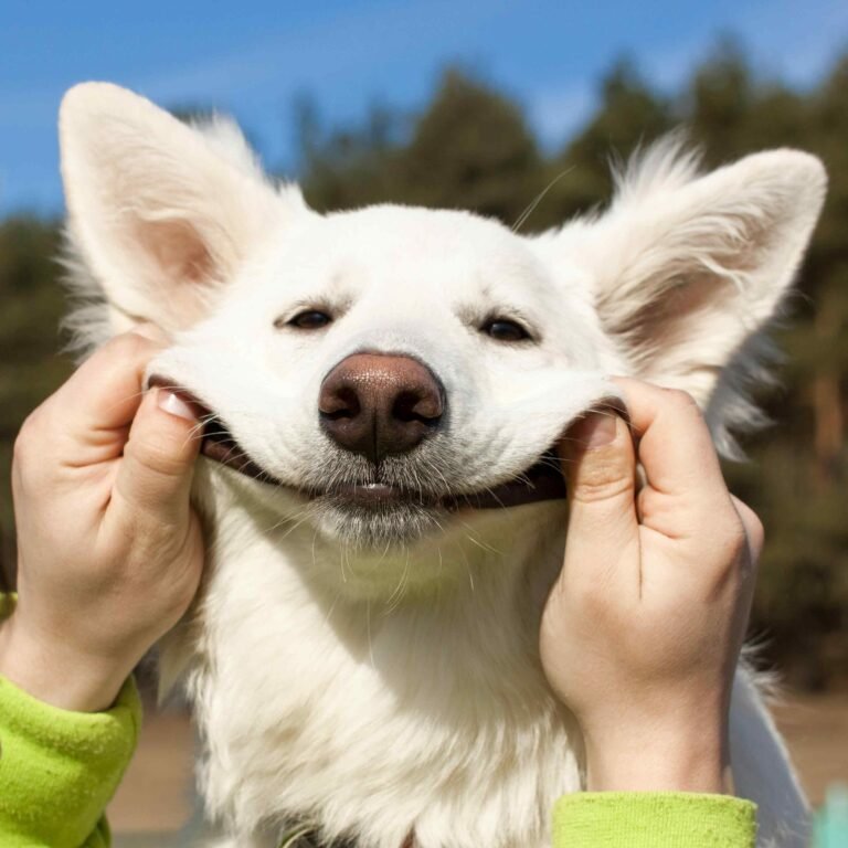 "Vet-rated Berger Blanc Suisse breed, showcasing healthy White Swiss Shepherd with athletic physique, and highlighting breed's excellent health, temperament, and conformation"