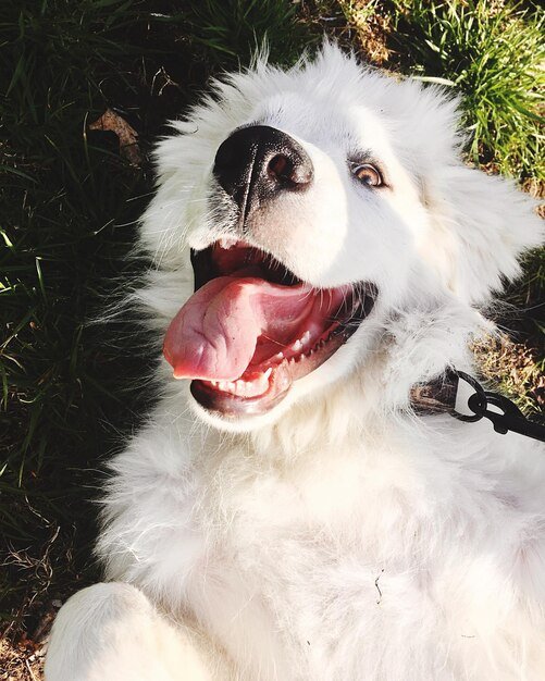 berger blanc suisse dental health