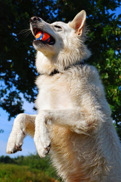 how Berger Blanc Suisse adoption fees are calculated